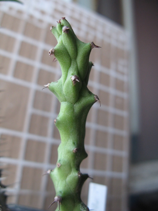Euphorbia sp. LAV 10365 Erigavo, Somalia