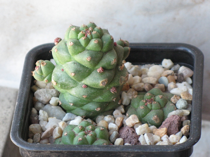 Monadenium ritchiei ssp. marsabitense - EUPHORBIACEAE - Monadenium Pedilanthus