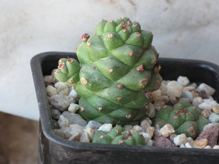 Monadenium ritchiei ssp. marsabitense - EUPHORBIACEAE - Monadenium Pedilanthus