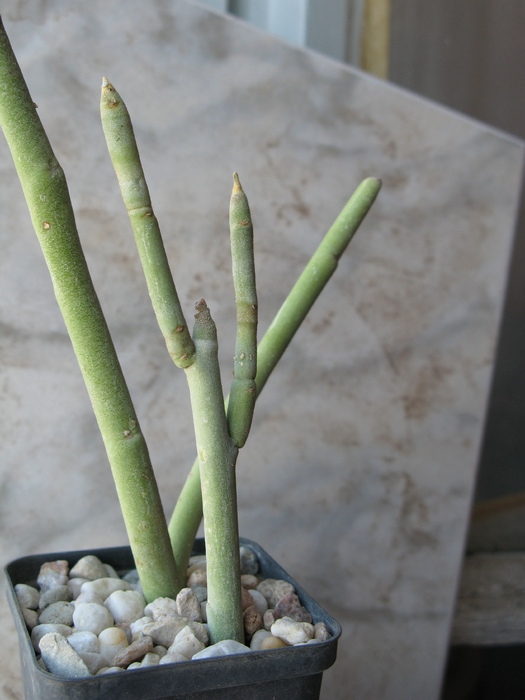 Pedilanthus macrocarpus - EUPHORBIACEAE - Monadenium Pedilanthus