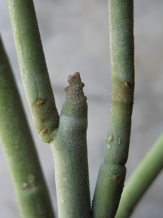 Pedilanthus macrocarpus - detaliu - EUPHORBIACEAE - Monadenium Pedilanthus