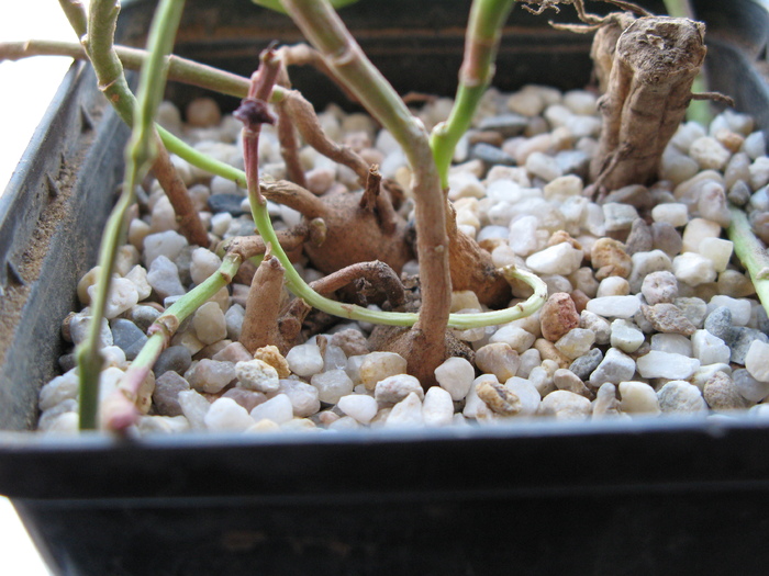 Monadenium stoloniferum