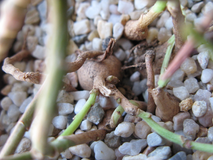 Monadenium stoloniferum