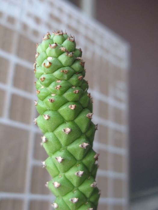 Monadenium heteropodium ssp heteropodium