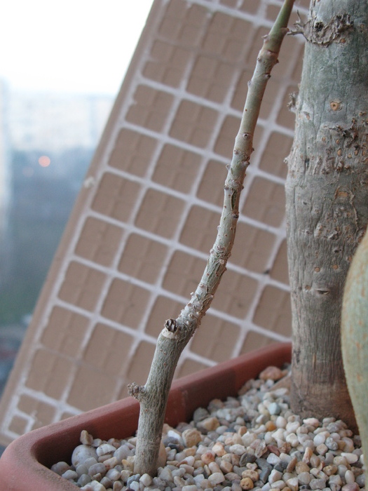 Jatropha cinerea (cea micuta) - EUPHORBIACEAE - Monadenium Pedilanthus
