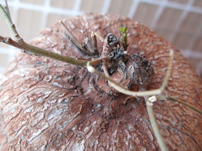 Batatas bolusiana. Denumirea stiintifica : Ipomea bolusiana Schinz