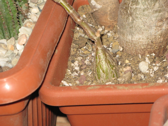 un caudex necunoscut - Caudex Plante cu caudex