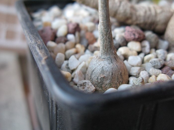 Kedrostis africana - Caudex Plante cu caudex