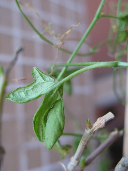 Kedrostis africana (detaliu frunze)