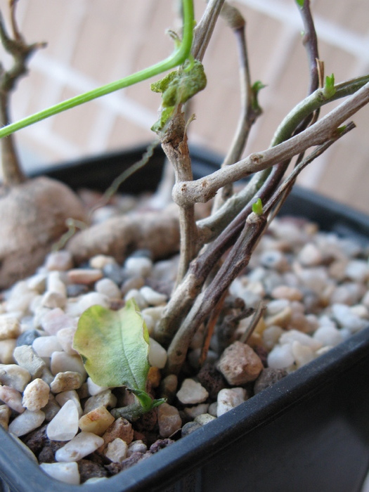 Kedrostis africana (detaliu frunze)