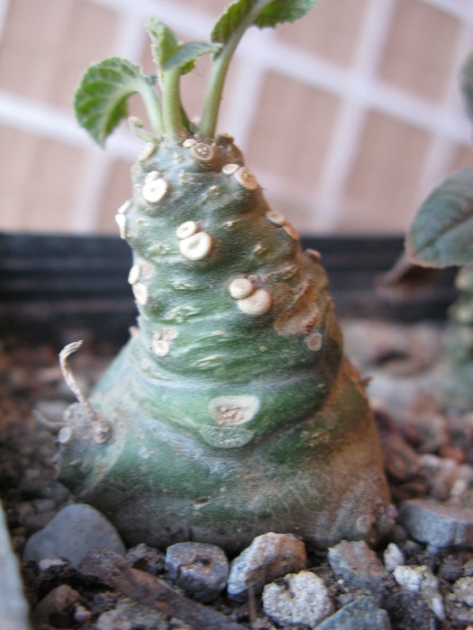 Dorstenia foetida