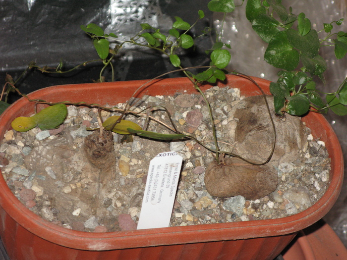 3 genuri de dioscorea in decembrie