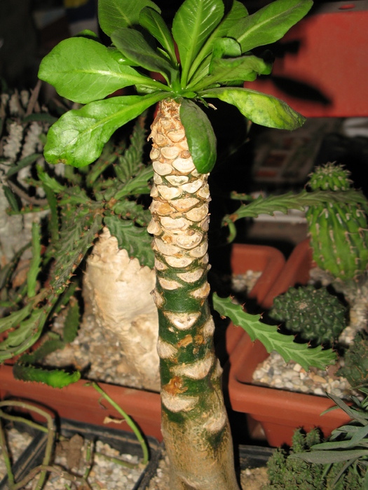 Brighamia vulcan palm