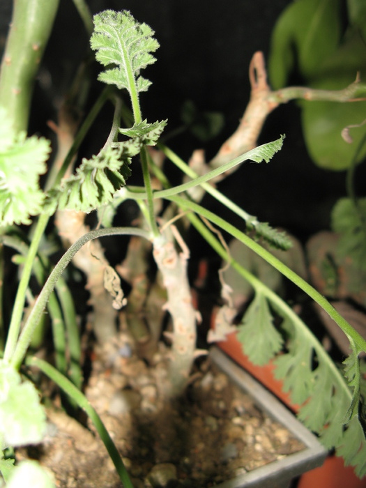 Pelargonium carnosum   (detaliu frunze)