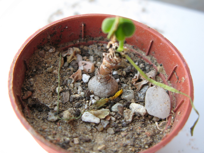Othonna hederifolia