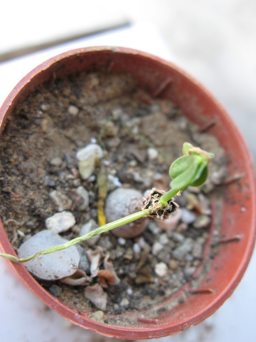 Othonna hederifolia
