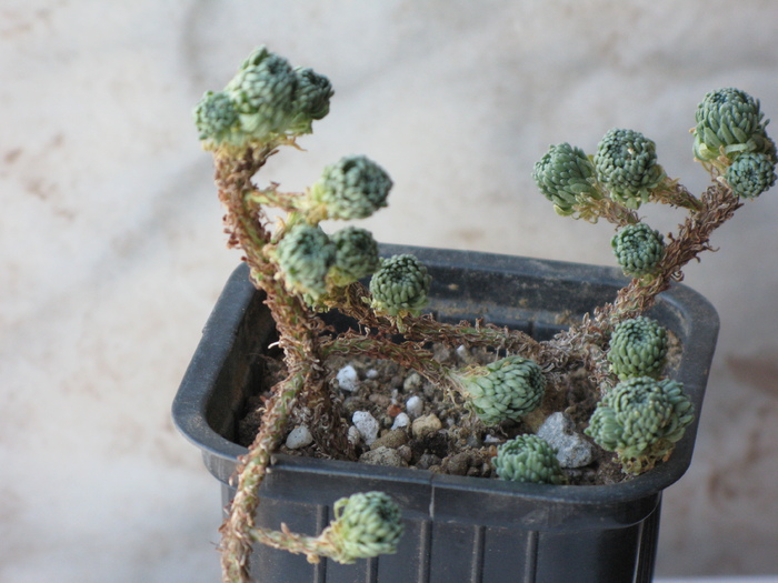 Sedum multiceps - Tylecodon