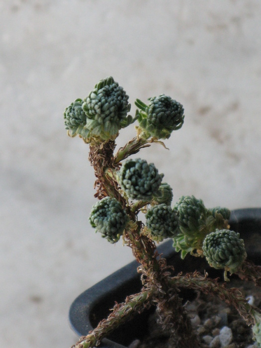 Sedum multiceps - Tylecodon