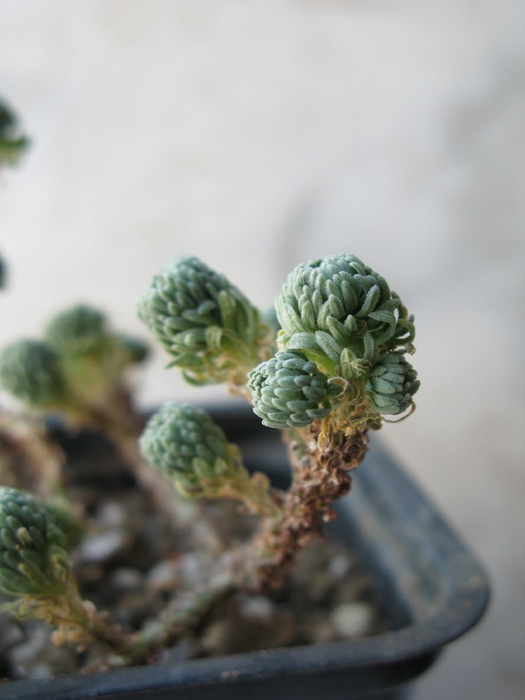 Sedum multiceps