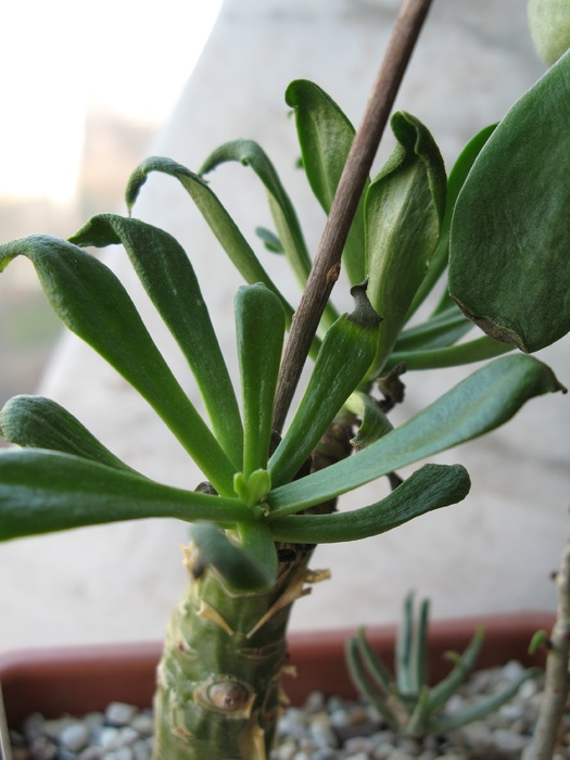 Tylecodon paniculatus - Tylecodon