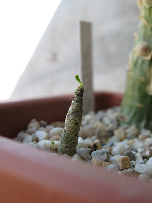 Tylecodon  luteosquamata - Tylecodon