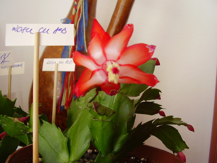 schumbergera rosu cu alb - cactus de craciun
