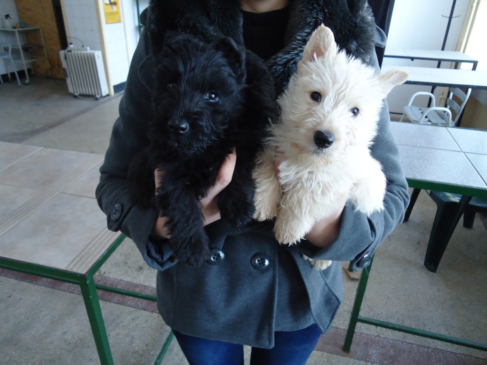 DSC00548 - Scottish Terrier