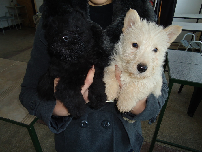 DSC00549 - Scottish Terrier