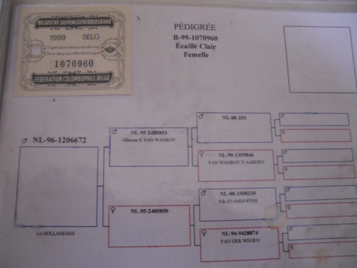 SDC12319 - Pedigree Porumbei Prasila