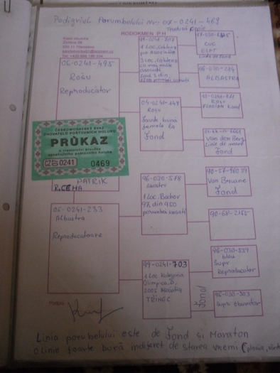 SDC12321 - Pedigree Porumbei Prasila