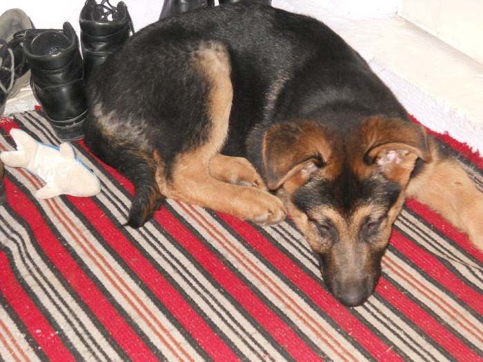 Morys 1 - Ciobanesc German -4 luni-si Labrador