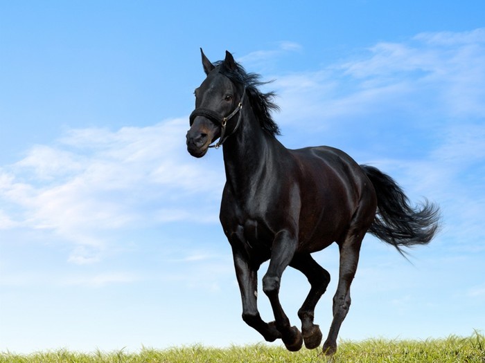 black-horse-running-in-green-meadow - poze cai si cu ponei