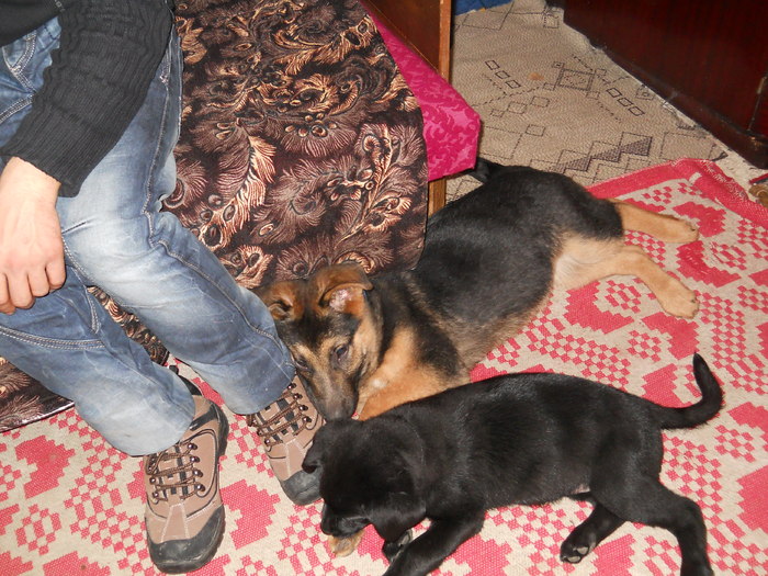 Morys &Adonis 4 - Ciobanesc German -4 luni-si Labrador