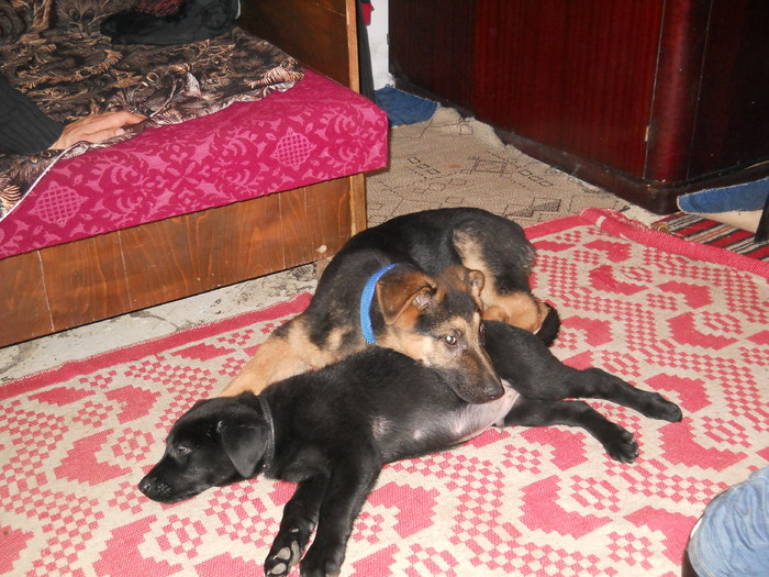 Morys&Adonis 5 - Ciobanesc German -4 luni-si Labrador