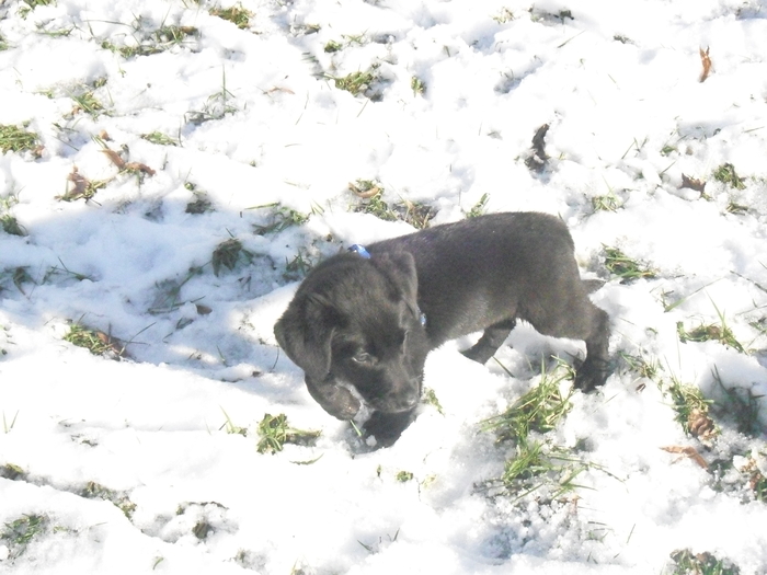 Adonis15 - Ciobanesc German -4 luni-si Labrador