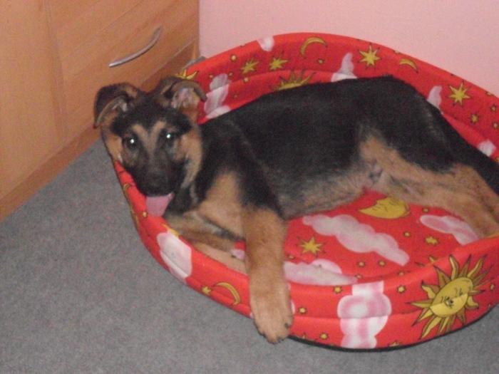 Morys17 - Ciobanesc German -4 luni-si Labrador