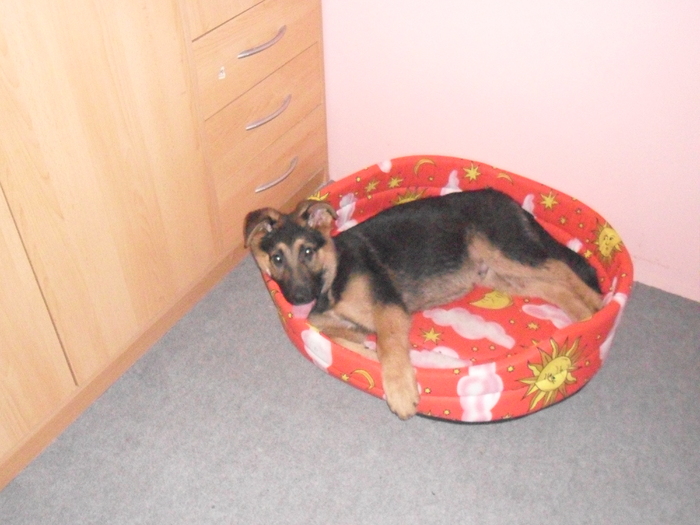 Morys18 - Ciobanesc German -4 luni-si Labrador