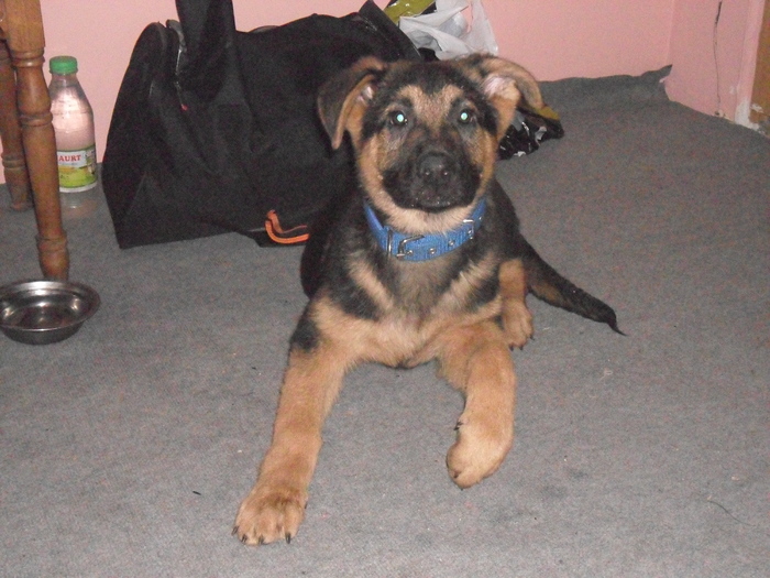 Morys21 - Ciobanesc German -4 luni-si Labrador