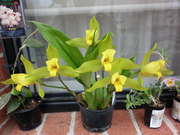 25.12.10 - Lycaste Aromatica