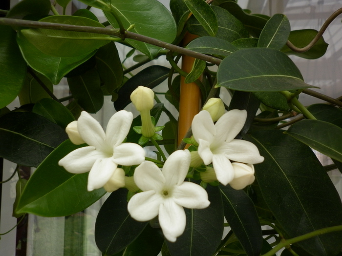 25.12.10 - Stephanotis floribunda