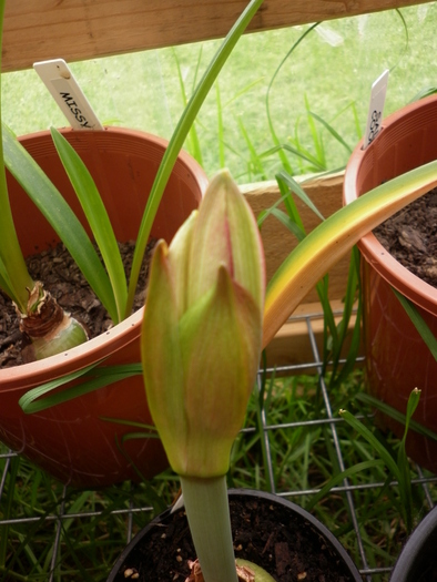 a doua tija; 25.12.10
