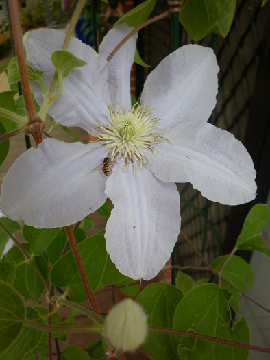 25.12.10 - Clematis Silver Moon