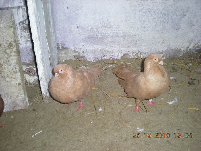 DSCN2845 - poze noi jucatori