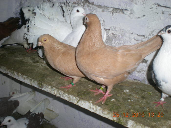 DSCN2868 - poze noi jucatori