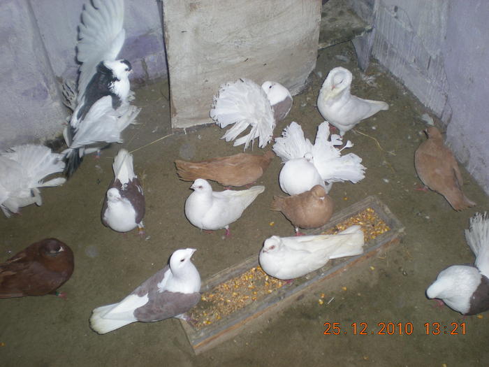 DSCN2869 - poze noi jucatori