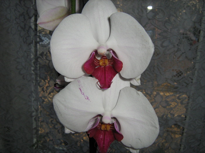 Phalaenopsis