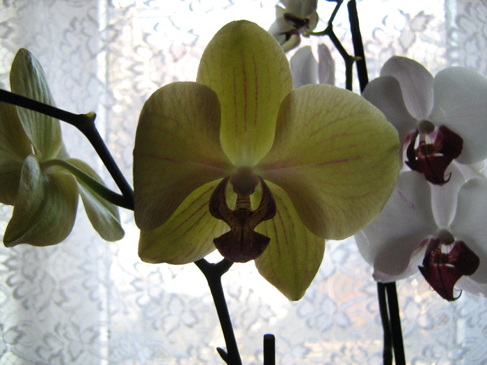 phalaenopsis - Orhidee