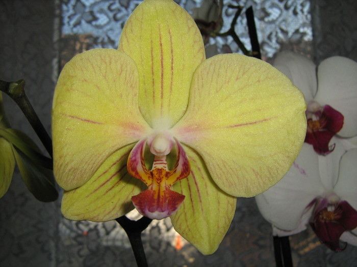 Phalaenopsis