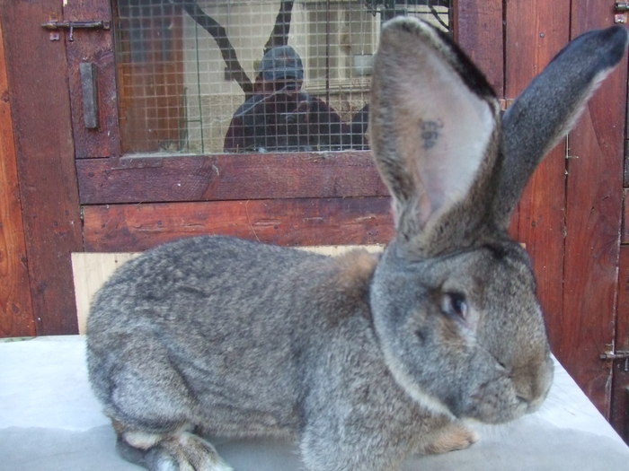 7,50KG-96,5PUNCTE OBTINUT LA EFERDING SI LA WELS - NOU-MASCUL ACHIZITONAT DIN AUSTRIA DE LA 22 DECEMBRIE 2010