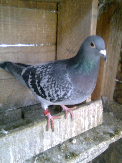 Solzata02 - Porumbeii mei - 25 decembrie 2010